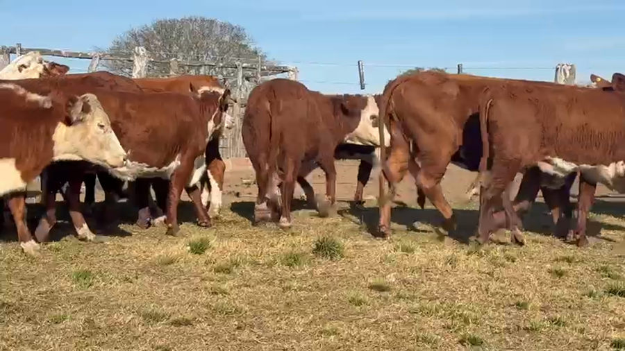 Lote 30 Vacas nuevas C/ gtia de preñez