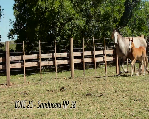 Lote SANDUCERA 38