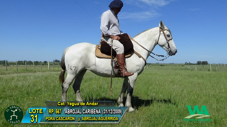 Lote ABROJAL CARIBEÑA