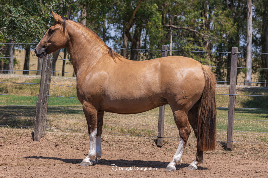 Lote MARIPOSA MISIONERA DE LA COLINA