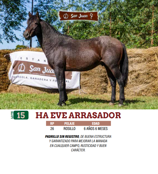 Lote LOTE 15