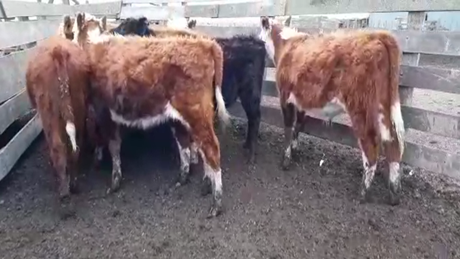 Lote 18 Terneros/as en Gral. Lamadrid, Buenos Aires