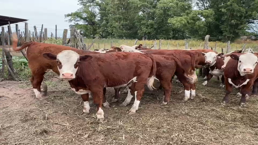 Lote 60 Terneros/as en Buenos Aires, El Triunfo