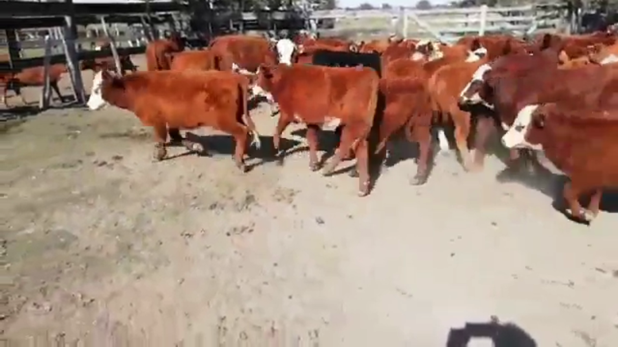 Lote 76 Terneros/as en Villaguay, Entre Ríos