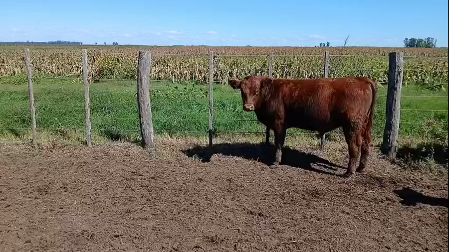 Lote 60 Terneros en Las Flores