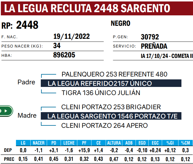 Lote VAQUILLONAS ANGUS  PP