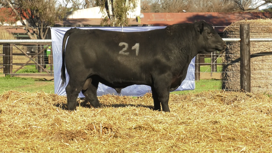 Lote TOROS ANGUS PURO CONTROLADO