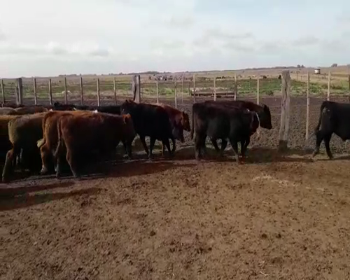 Lote 45 vacas preñadas - B. Bavio Magdalena Pcia Bs As