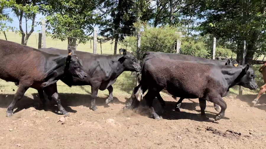 Lote NOVILLOS 2 A 3 AÑOS