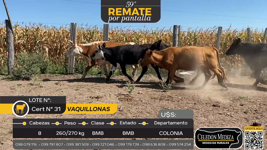 Lote 8 Vaquillonas  en La Horqueta, Colonia