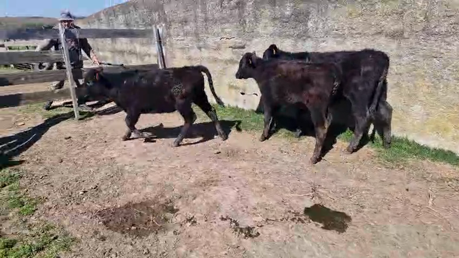 Lote 3 Terneras a remate en Pantalla Aniversario - Escritorio Camy, San José