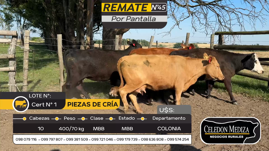 Lote 10 Piezas de cría en Otra Localidad, Colonia