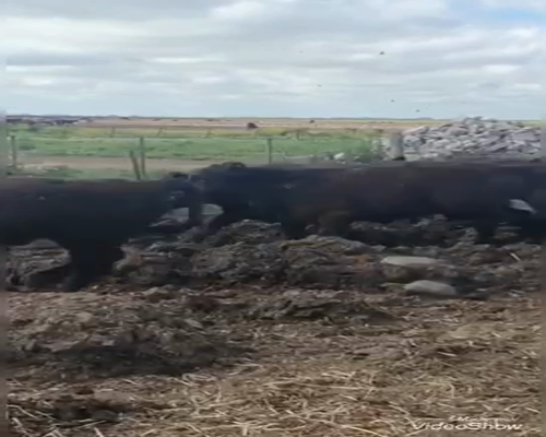 Lote 100 Terneros/as en Coronel Vidal, Buenos Aires