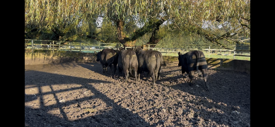 Lote 28 Vaquilla Gorda en Osorno, X Región Los Lagos