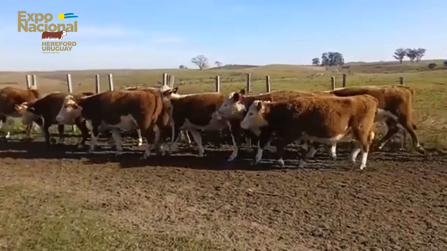 Lote 35 Vaquillonas 1 a 2 años HEREFORD a remate en Expo Nacional 2022 250kg - , Cerro Largo