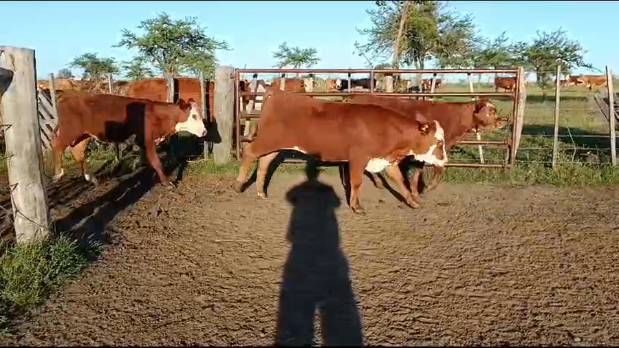 Lote 75 Terneros/as en Corrientes, Curuzú-Cuatiá