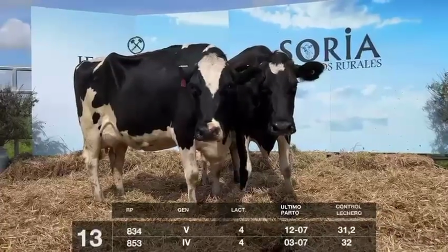 Lote VACAS EN PRODUCCIÓN