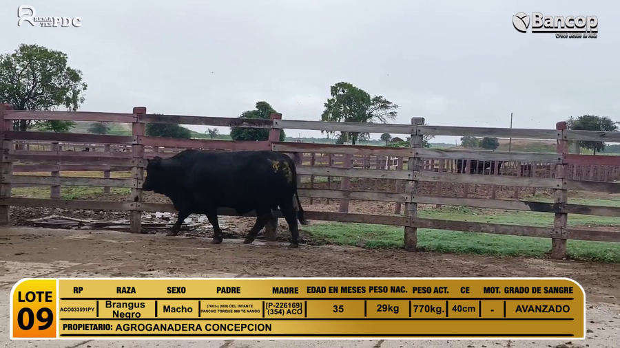 Lote Toros Brangus Negro a remate en Viernes 30 de mayo- Remates PDC, Alto Paraguay