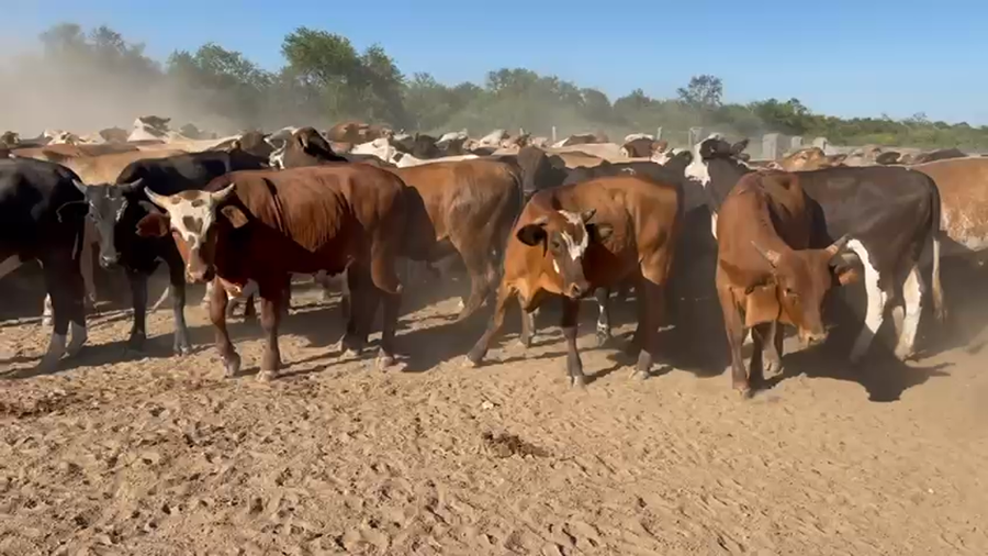 Lote 180 Novillos en Las Lomitas, Formosa