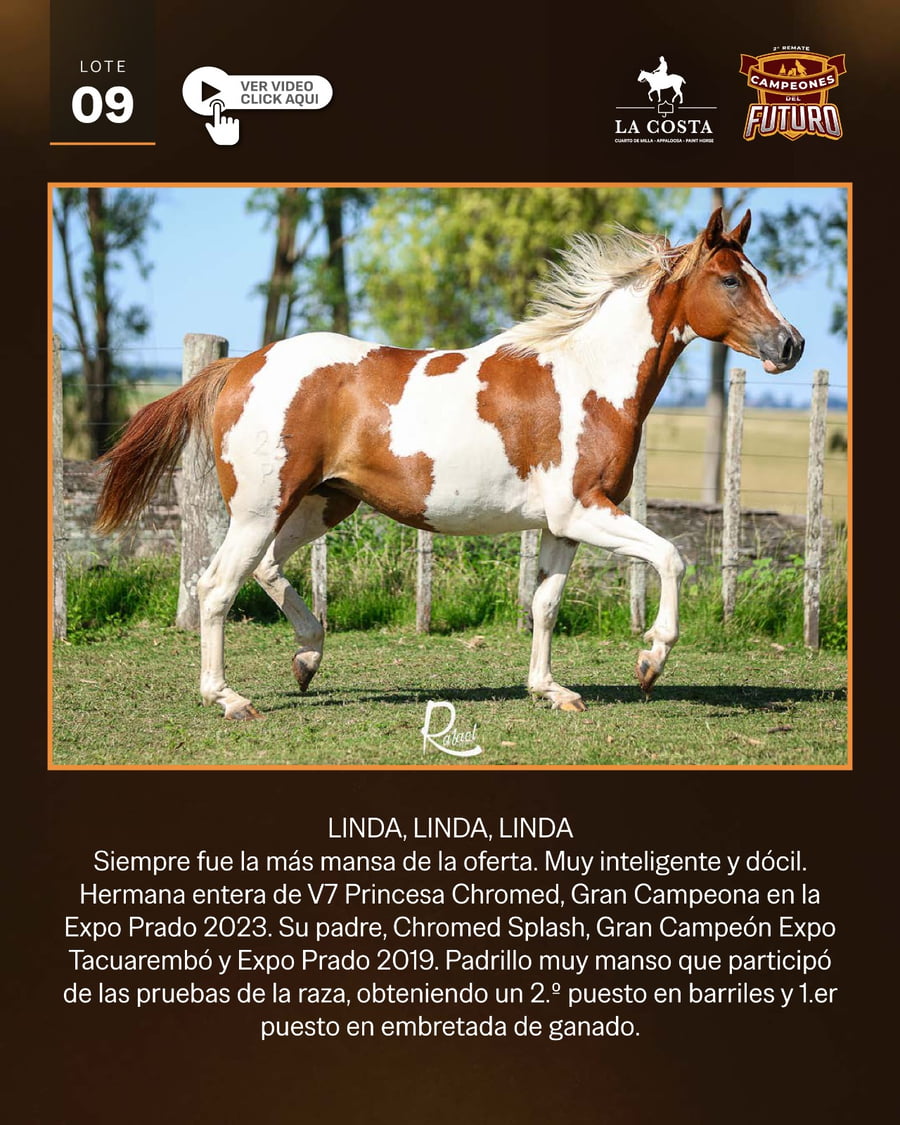 Lote LC PETRA