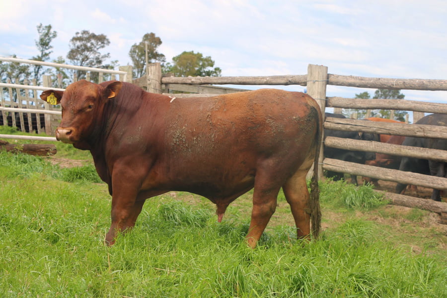 Lote Toros a remate en 14º Nacional Brangus, Tacuarembó