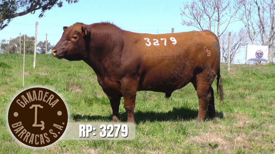 Lote (Vendido)Toros a remate en Ganadera Barracas S.A en Caraguata