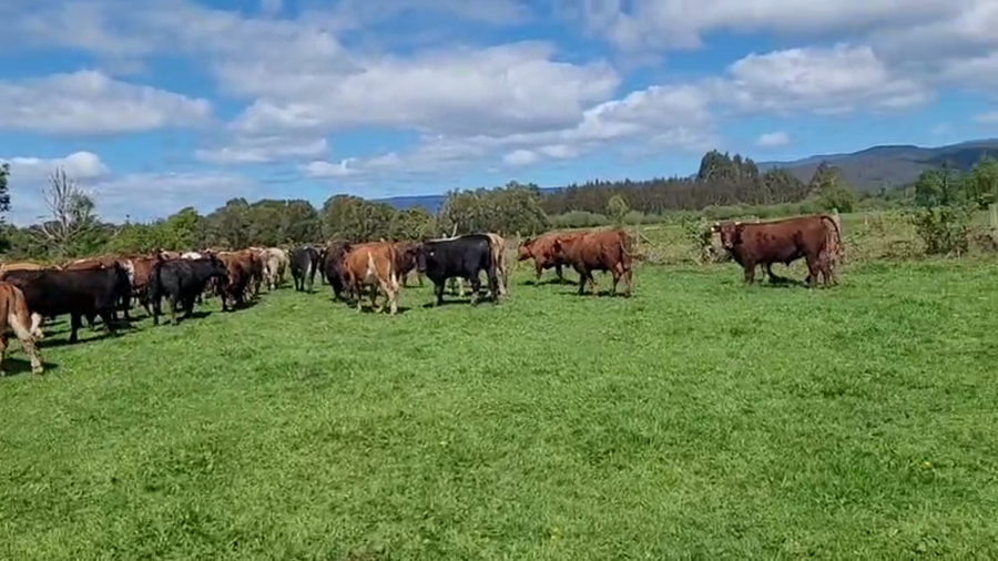 Lote 50 Novillo Engorda en Fresia, X Región Los Lagos