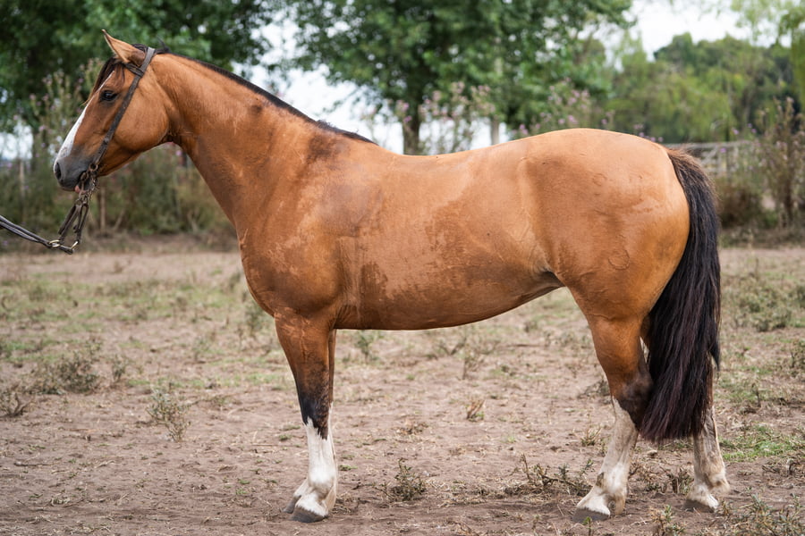 Lote NAMUNCURA GUACHADA