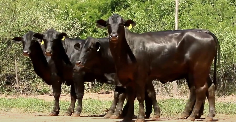 Lote VAQUILLAS CBO 0 REGISTRADAS - PREÑADAS