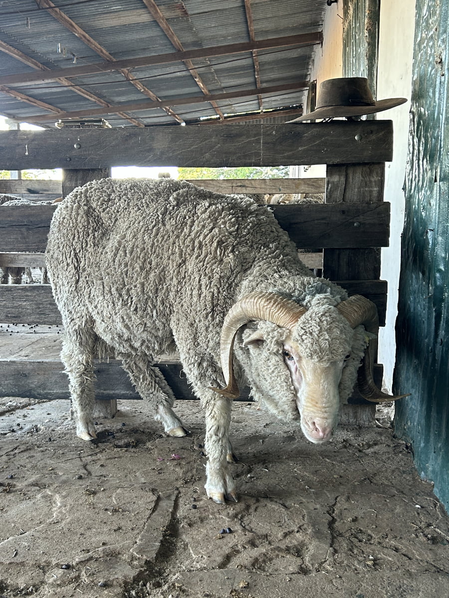 Lote Borrego 4/6D (MO: Si)