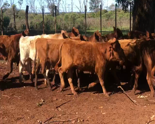 Lote 70 Terneros en Ituzaingó, Corrientes