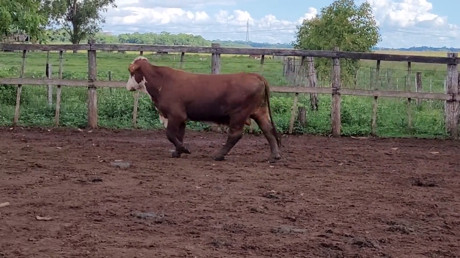 Lote Toros T. Braford a remate en Remate de Reproductores, Asunción