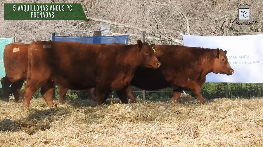 Lote "Cabaña ""La Marianita"" Vaquillonas PC"