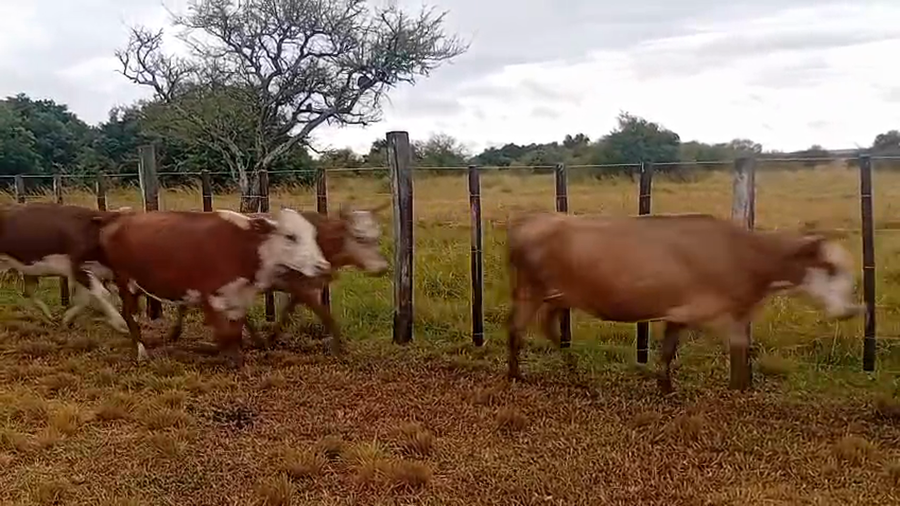 Lote 32 Vacas de invernar