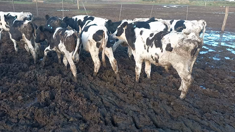 Lote 25 Novillitos Holando Argentino en Brinkmann, Córdoba