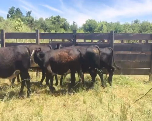 Lote (Vendido)7 Terneros AA-CARETA a remate en 2da Pantalla ENTRE MARTILLOS 270-290kg -  en JUAN SOLER