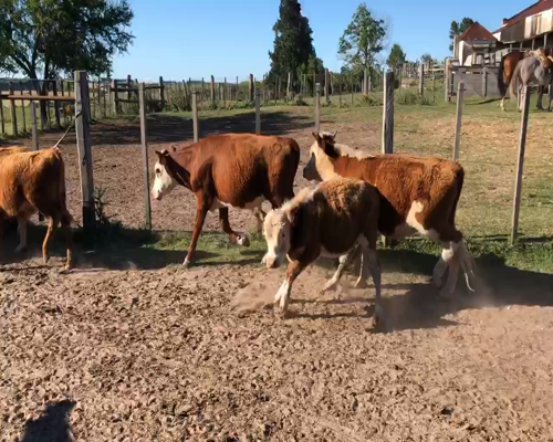 Lote 44 Terneros en Chapicuy, Paysandú