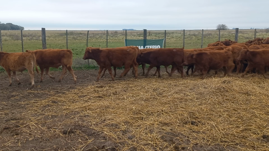 Lote 50 Terneros en Daireaux