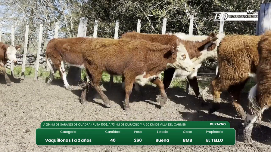 Lote 40 Vaquillonas 1 a 2 años a remate en Vientres Kiyu 260kg - , Durazno