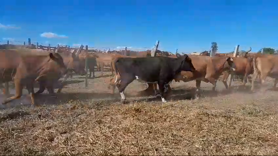 Lote 35 Vacas nuevas Preñadas