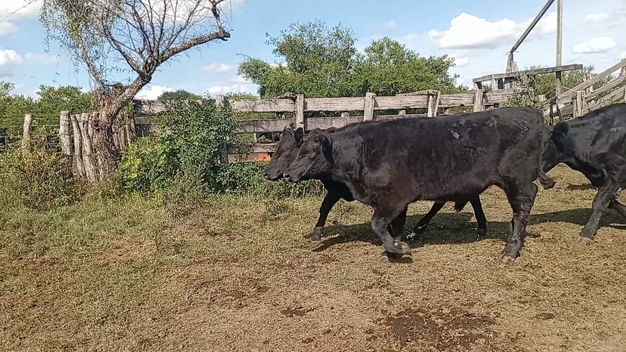 Lote 37 Terneros/as