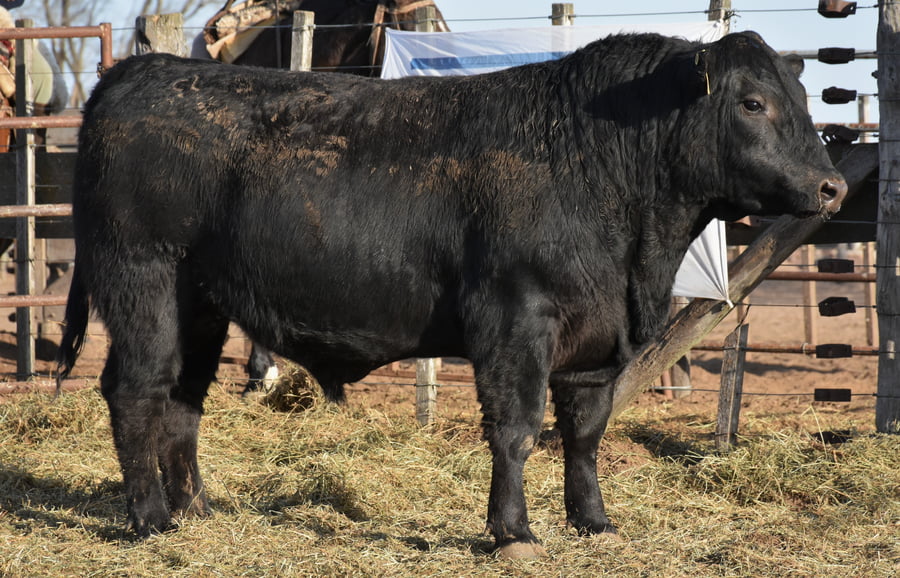 Lote TOROS (Corral 19)