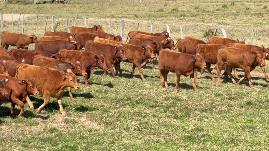 Lote 70 Terneras