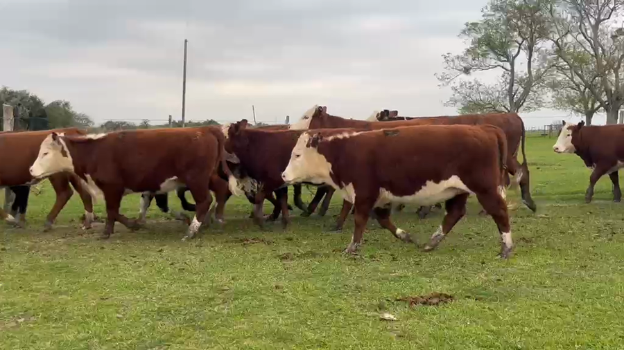 Lote 100 Terneras