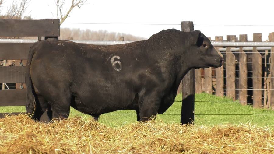 Lote TOROS ANGUS PURO CONTROLADO