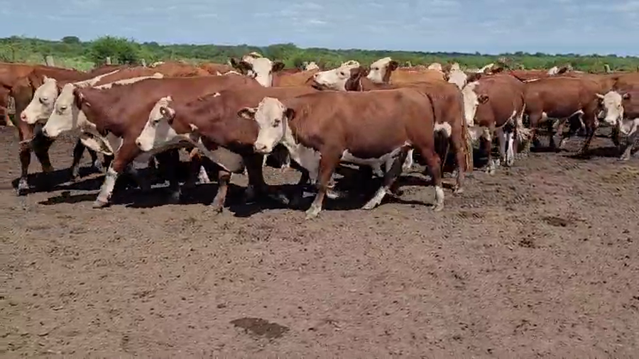 Lote 55 Novillos en Villaguay, Entre Ríos