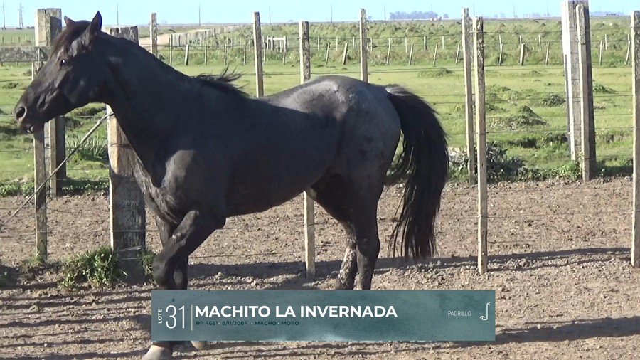 Lote Yeguarizos a remate en Criollos, Montevideo