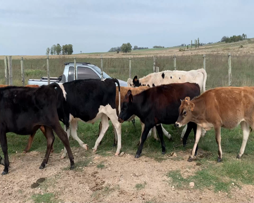 Lote Novillos