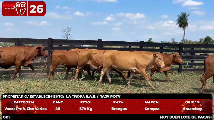 Lote LOTE 26 - POR PANTALLA