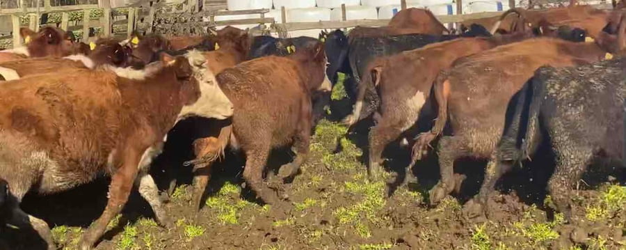 Lote 47 Vaquilla Engorda en X Región Los Lagos, Frutillar